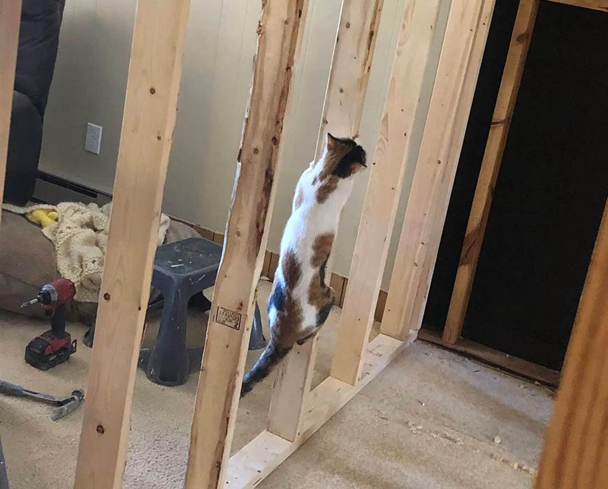 Photo of a cat climbing up framing in a house under construction